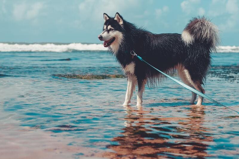 cane in estate al mare