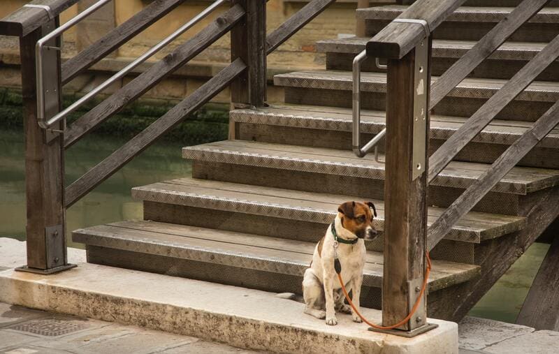cane paura delle scale
