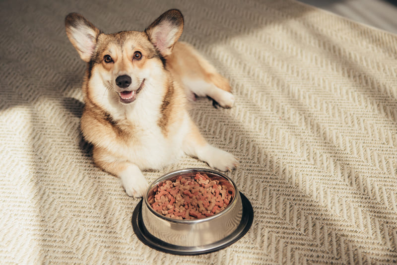 cane felice con il cibo nella ciotola