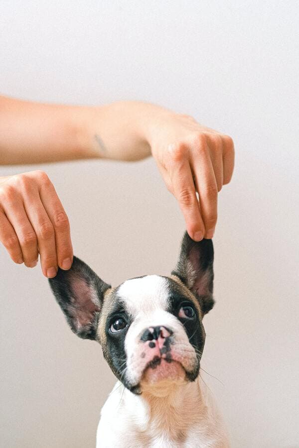 cane con le orecchie alzate